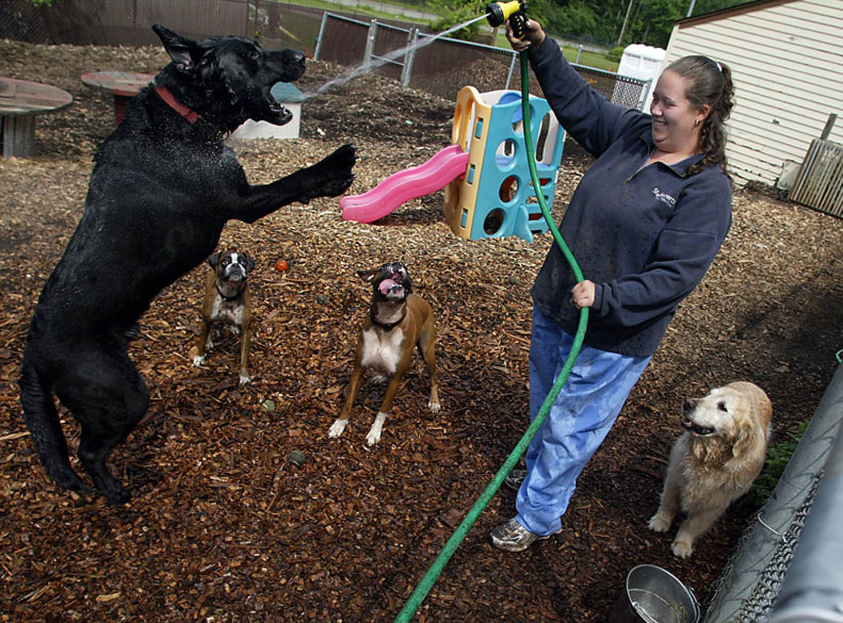 Dogs playing at Doggie Day Camp-New Jersey Editorial Photographer
