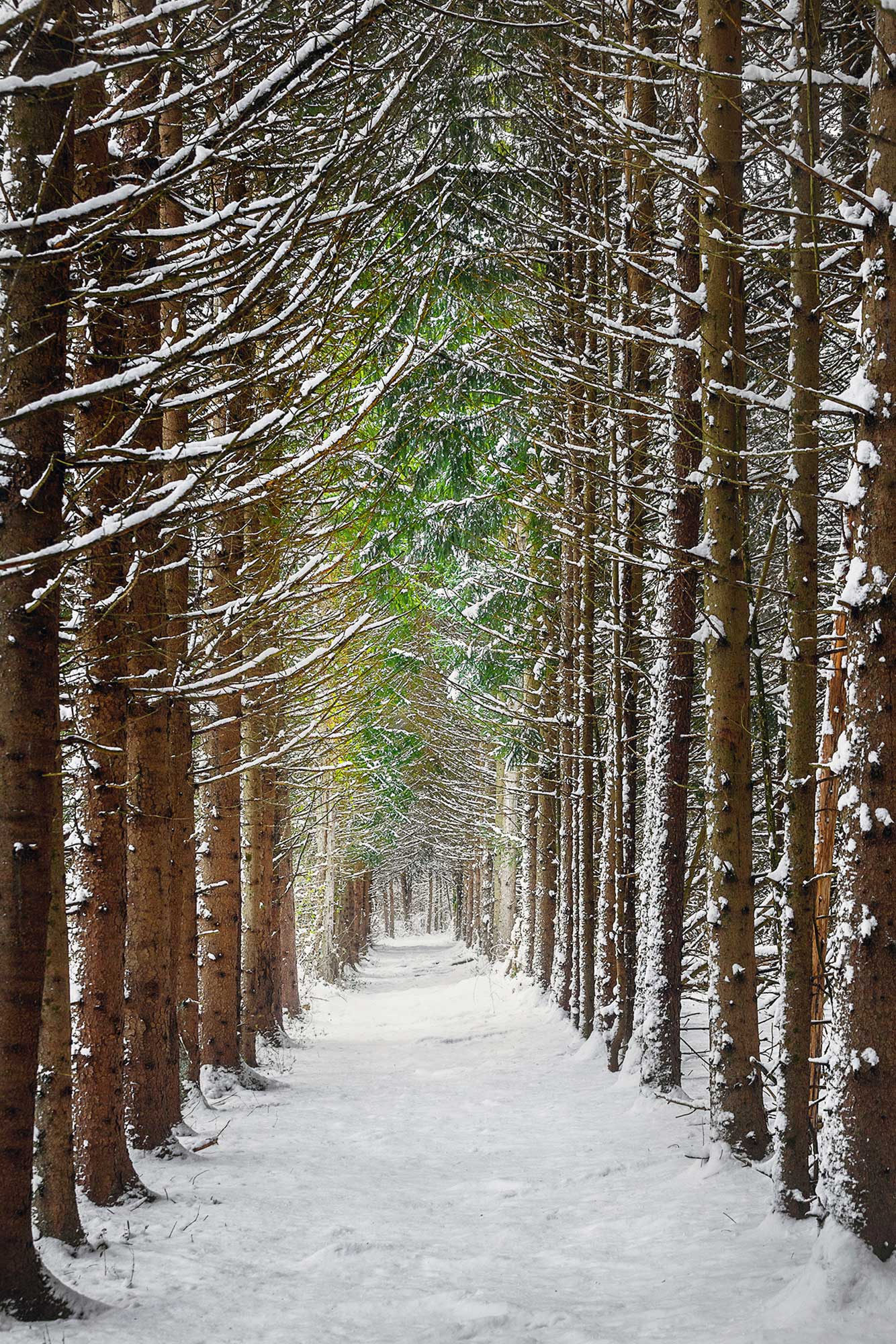 Enchanted-Walk-trees-winter-serene-nature-preserve