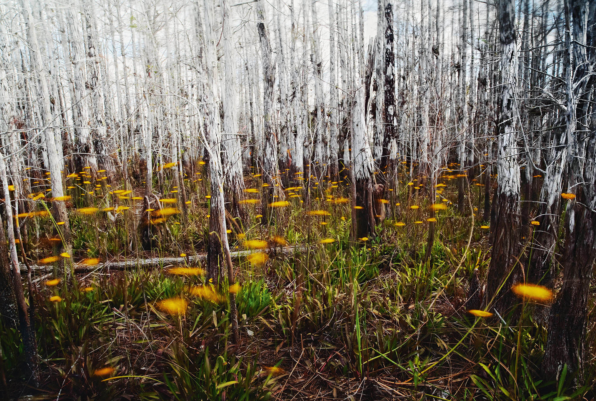 Everglades-cypress-trees-dome-daisies2
