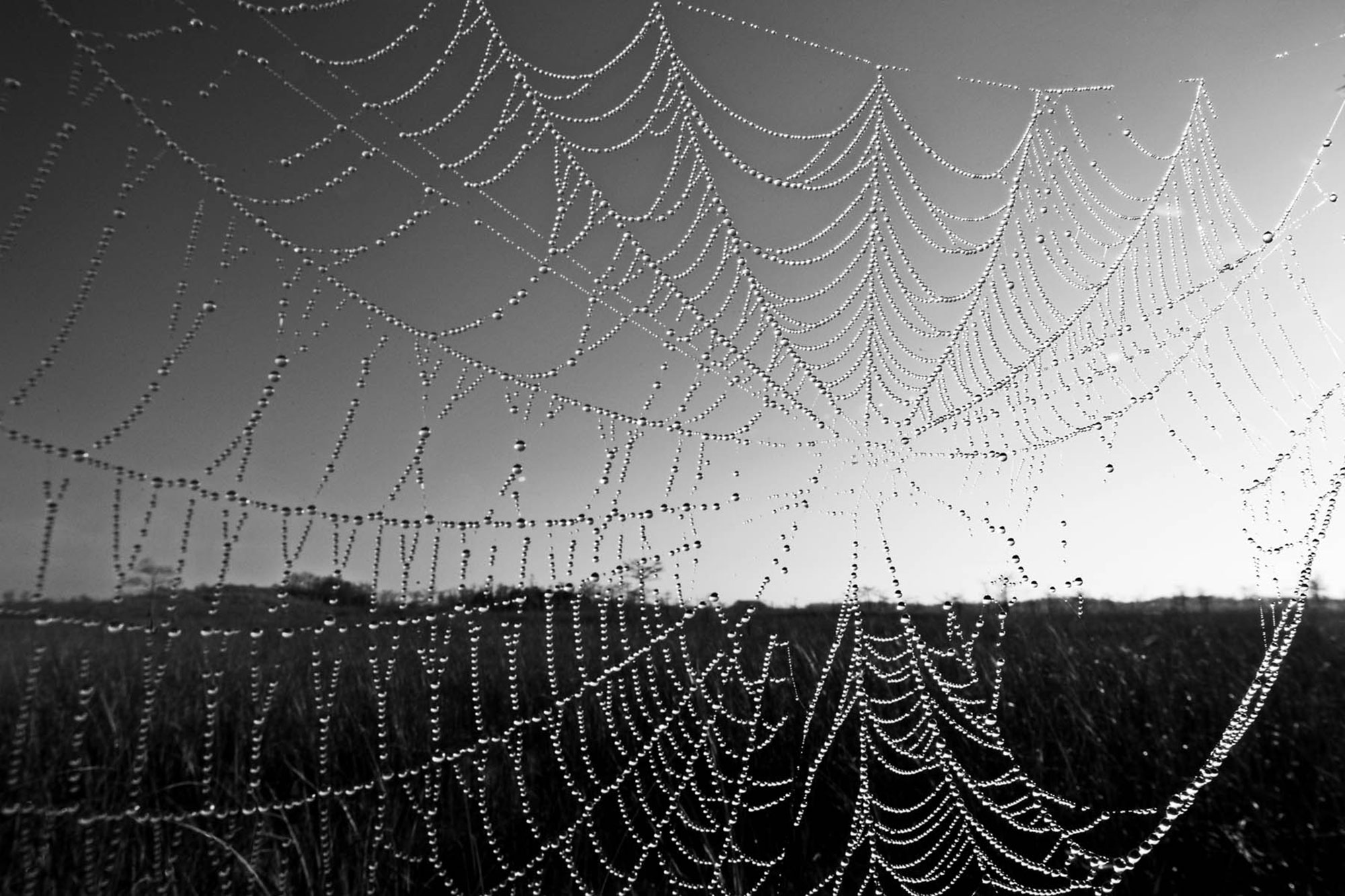 Morning Dew