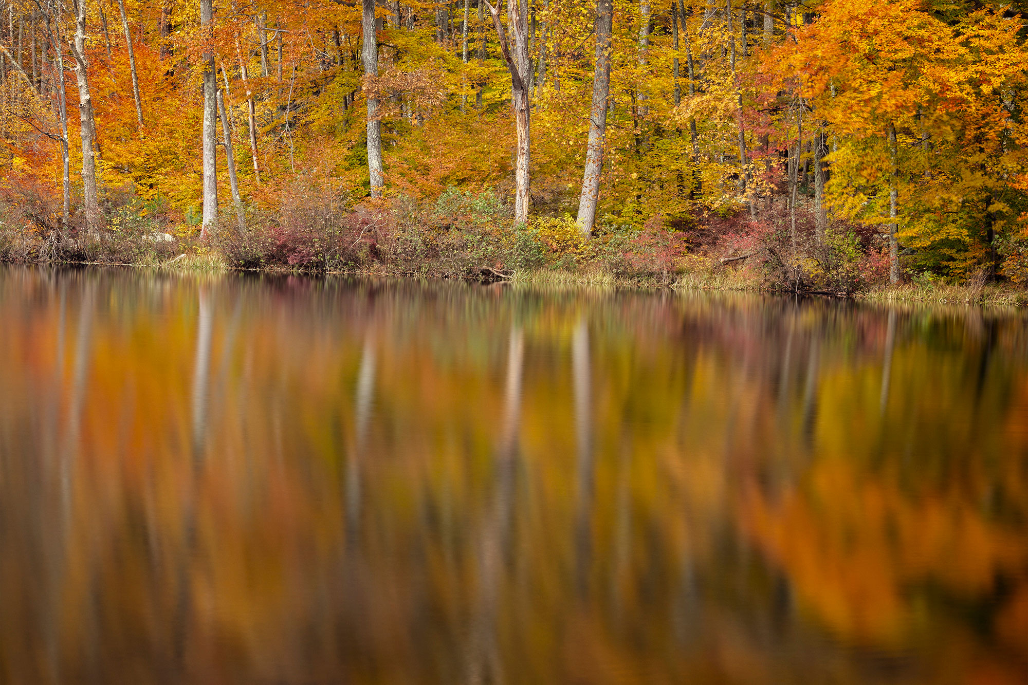 Fall reflections on Lake Ashroe in Stokes State Forest, NJ. - Harmony
