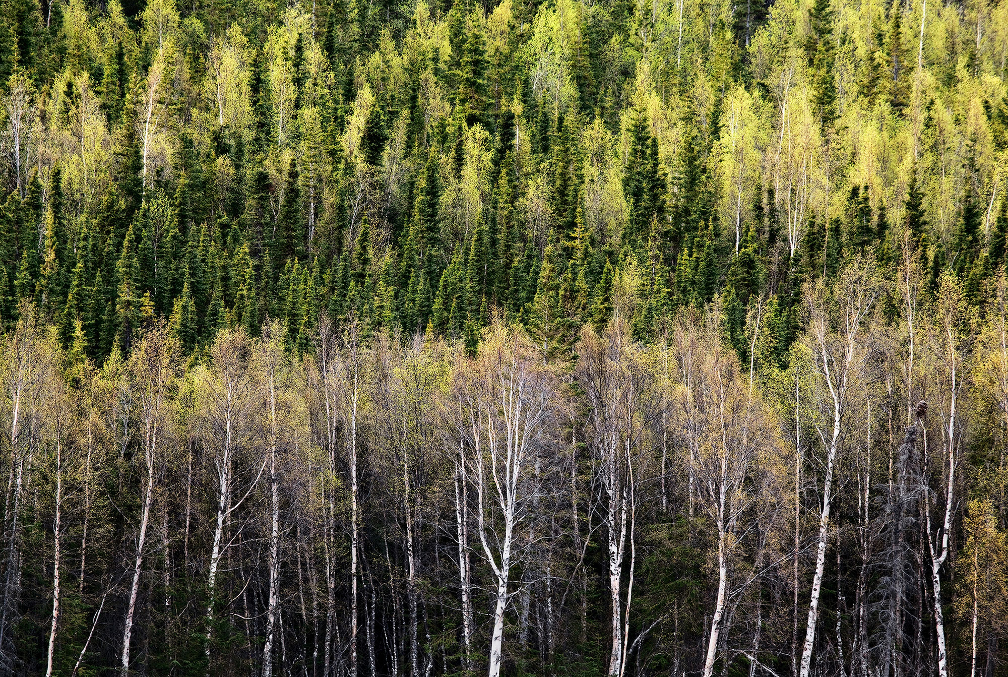 Spring trees Kenai Alaska-Skilak