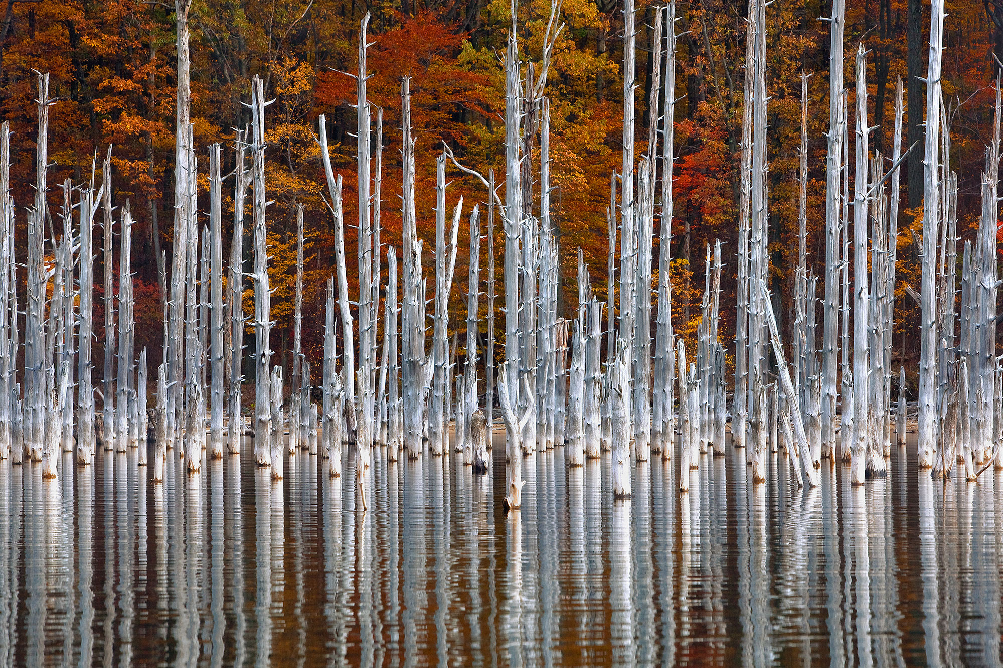 Dead trees in water in fall season New Jersey-Remnants