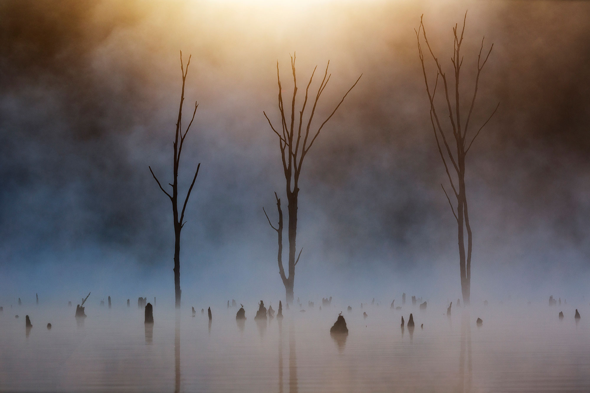 Dead trees in morning fog on lake New Jersey-Rise