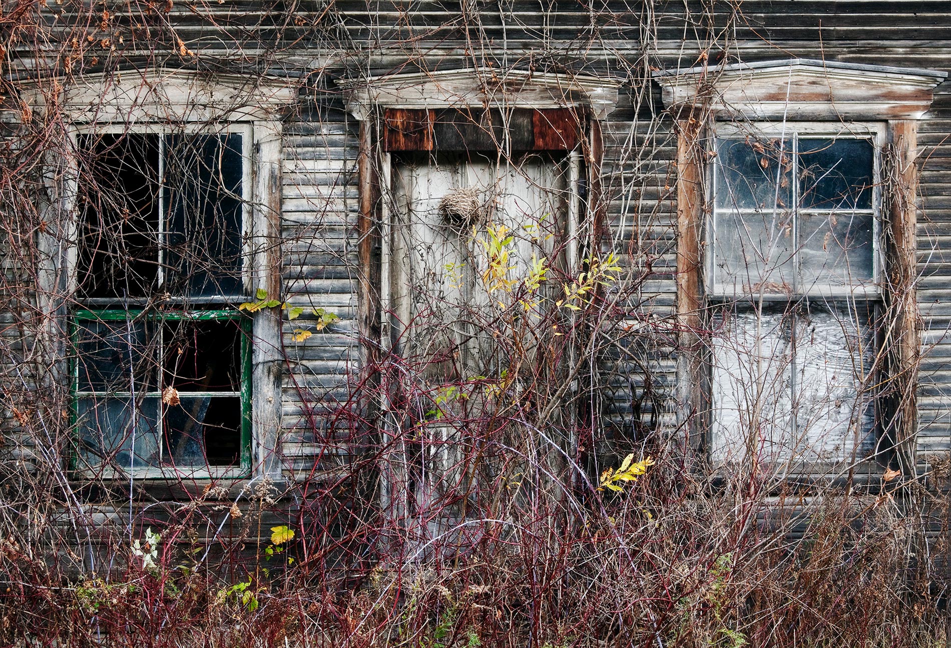 Bird nest in vines on abandoned house Vermont- Nest