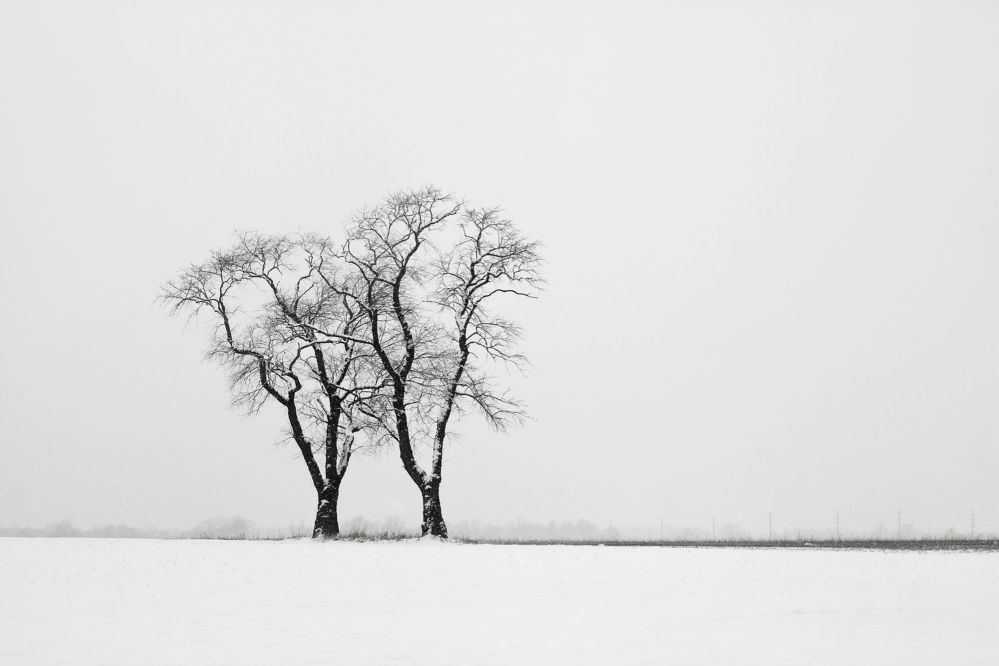 Snow covered trees in open field New Jersey-Companions