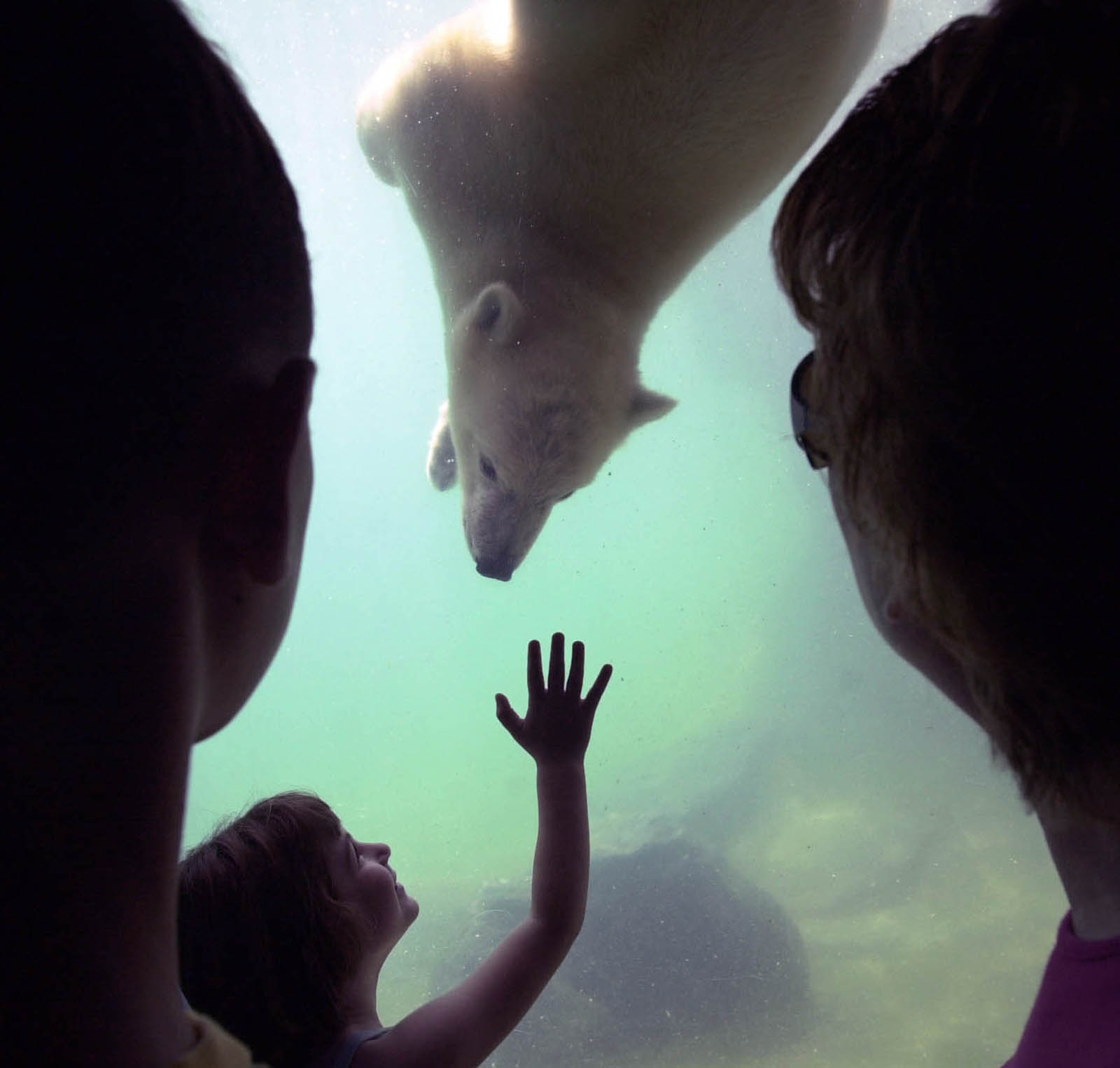 Little girl at zoo with baby polar bear--New Jersey Editorial Photographer