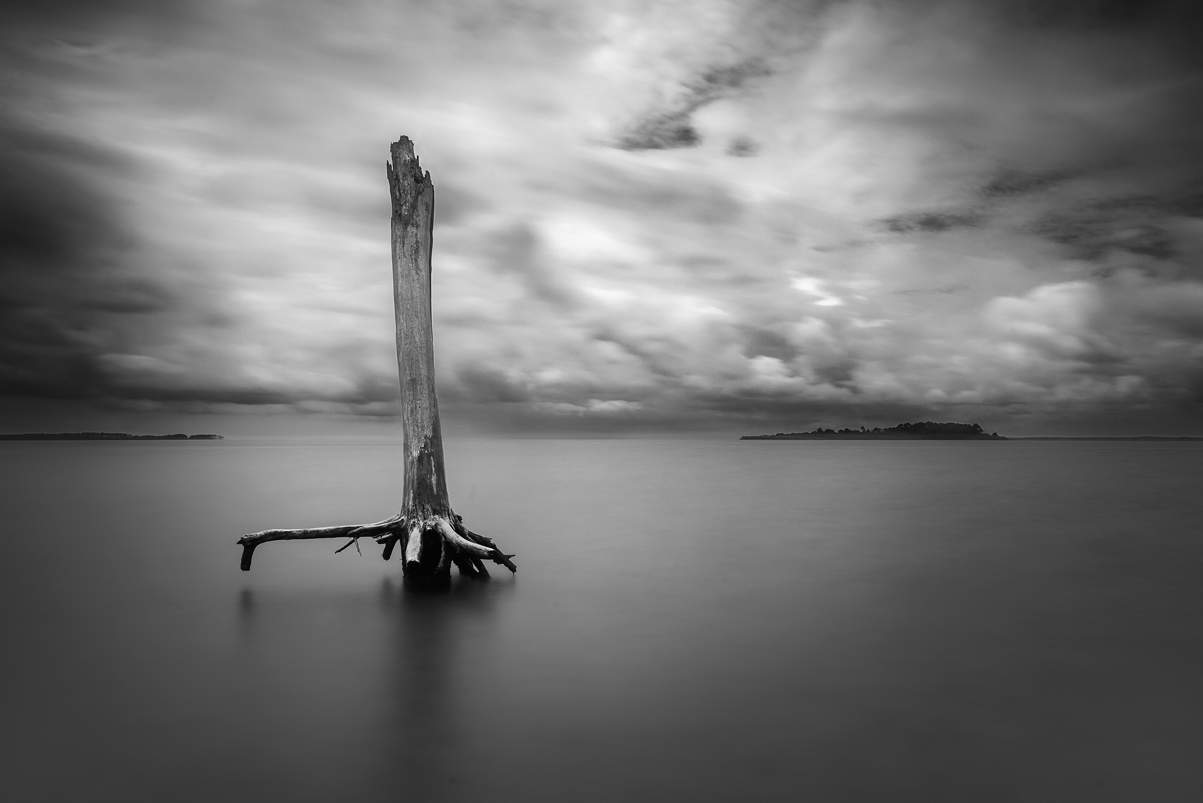 Dead tree along the bay with an approaching storm in Assateague Island.