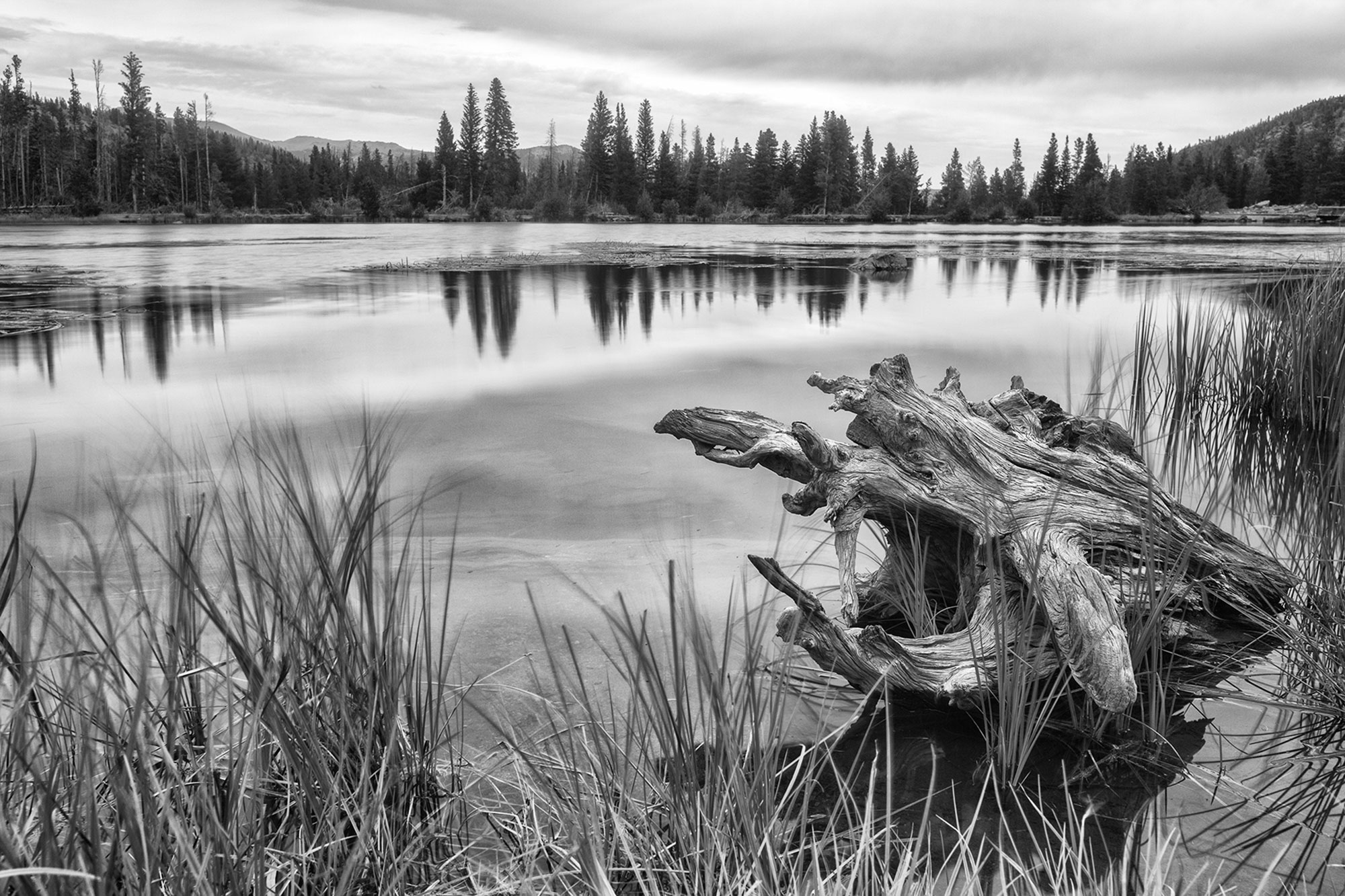 Driftwood on Sprague Lake Rocky Mountains-Sprague