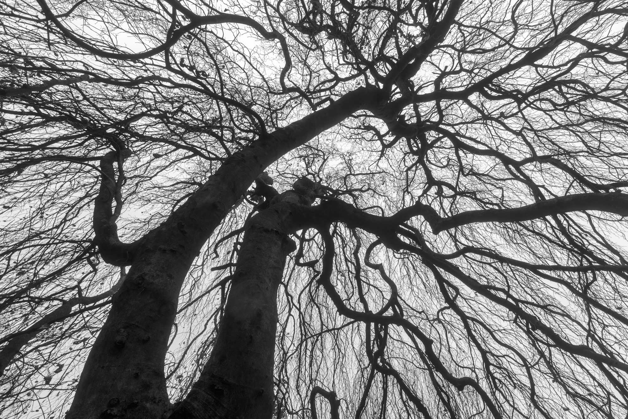 Weeping Birch tree in winter.