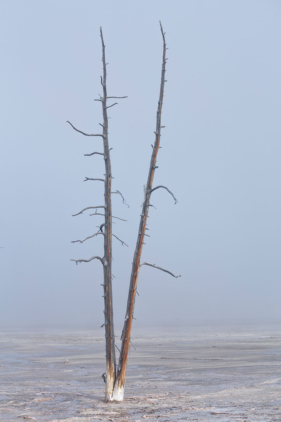 Dead tree in fog Yellowston-Bobby Sox
