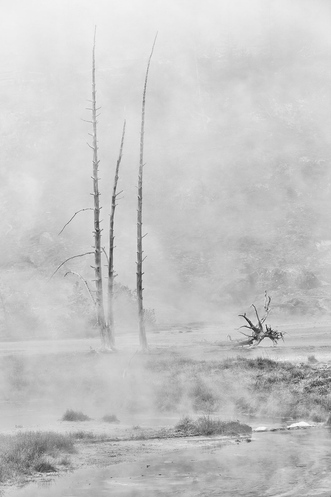 Deadt trees in the morning fog mist Yellowstone-Apparition